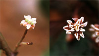Amborella tricopoda（アンボレラ科）の雌花(左)と雄花(右)-写真