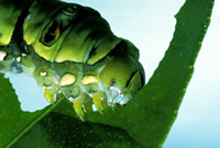 ミカンの葉を食べるアゲハの幼虫