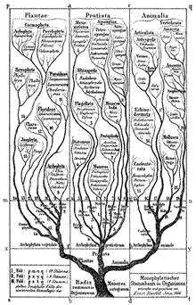 エルンスト・ヘッケルによる、最初の系統樹。