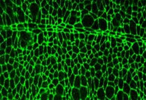 生きたショウジョウバエ胚で可視化した細胞をつなぐ構造