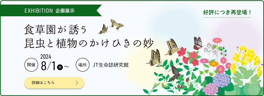 企画展示　食草園が誘う昆虫と植物のかけひきの妙