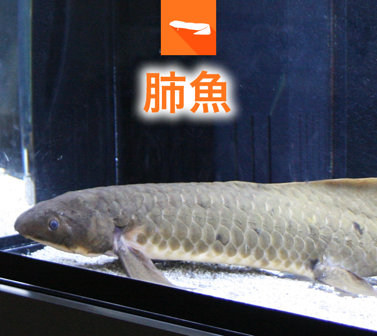 肺魚