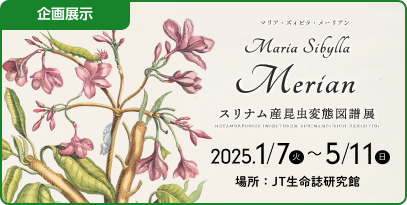 [企画展示]『 マリア・ズィビラ・メーリアンmaria sibylla merian スリナム産昆虫変態図譜展