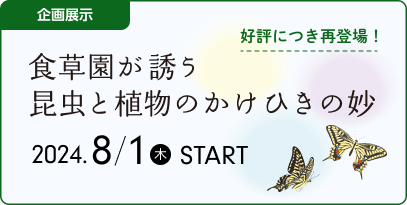 [企画展示]食草園が誘う昆虫と植物のかけひきの妙