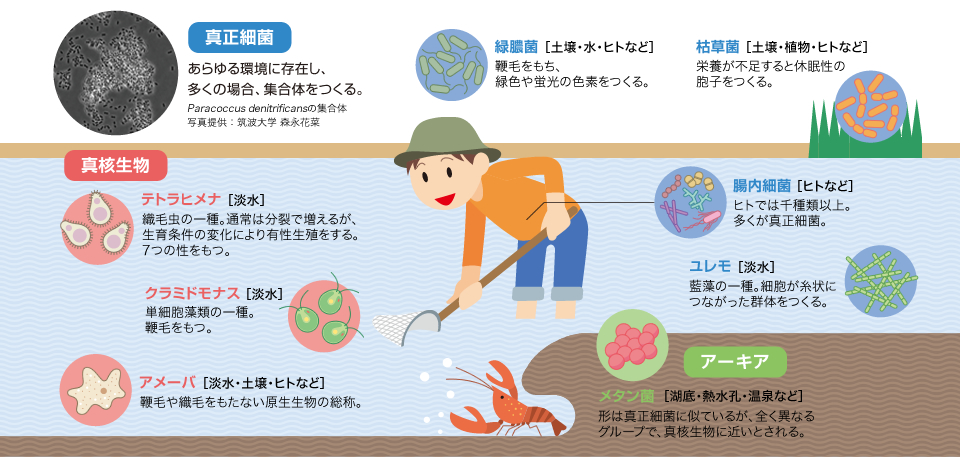 Research 研究を通して 季刊 生命誌 Jt生命誌研究館