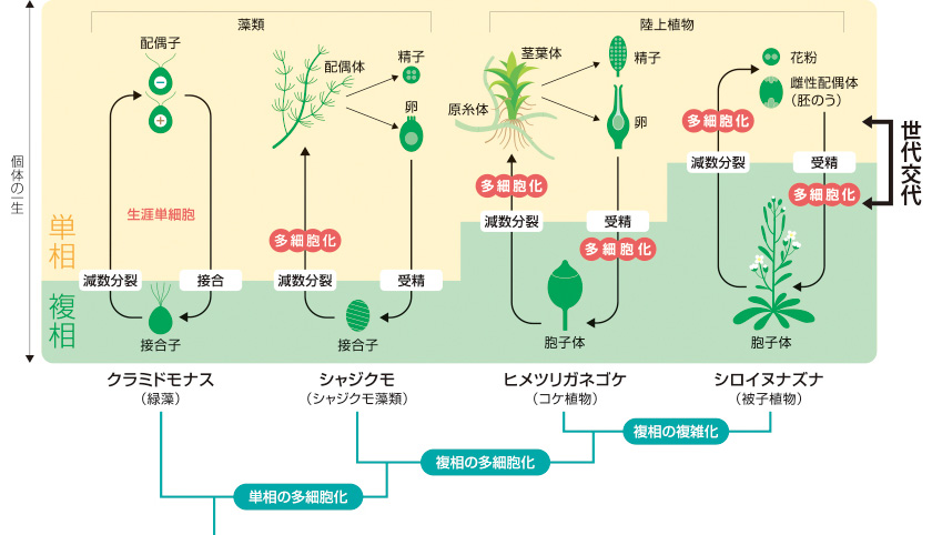 Research 植物の世代を切換えるスイッチ遺伝子 榊原恵子 季刊 生命誌 Jt生命誌研究館