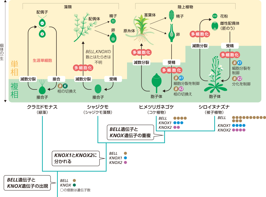 Research 植物の世代を切換えるスイッチ遺伝子 榊原恵子 季刊 生命誌 Jt生命誌研究館