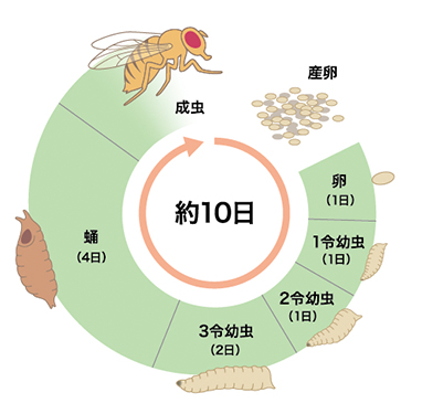 Research 幼虫が昇る 大人への階段 大原裕也 季刊 生命誌 Jt生命誌研究館