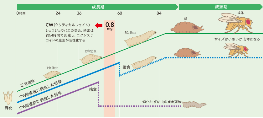 Research 幼虫が昇る 大人への階段 大原裕也 季刊 生命誌 Jt生命誌研究館