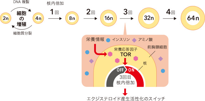 Research 幼虫が昇る 大人への階段 大原裕也 季刊 生命誌 Jt生命誌研究館