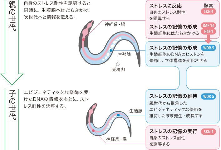 Research 線虫が親から子に伝える 記憶 宇野雅晴 季刊 生命誌 Jt生命誌研究館