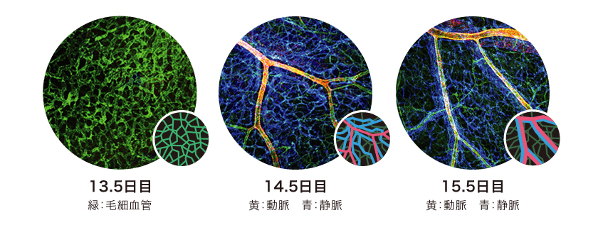 Research 血管の かたち をつくる細胞たち 木戸屋浩康 季刊 生命誌 Jt生命誌研究館