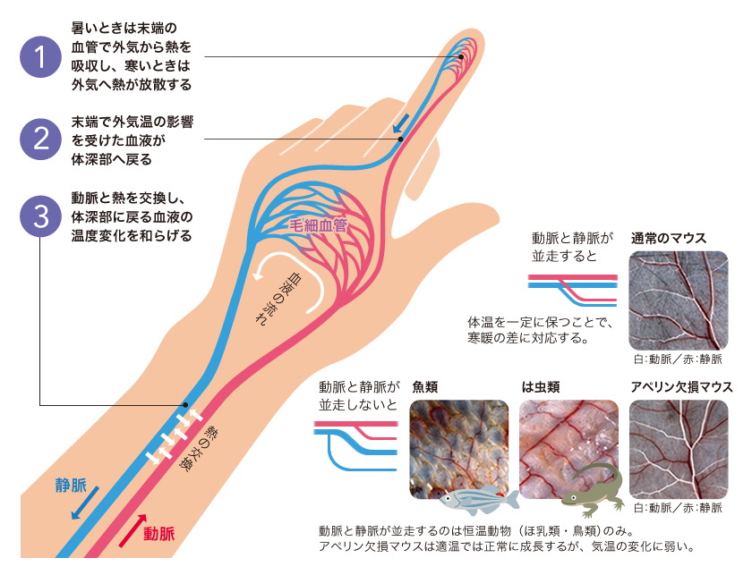 Research 血管の かたち をつくる細胞たち 木戸屋浩康 季刊 生命誌 Jt生命誌研究館