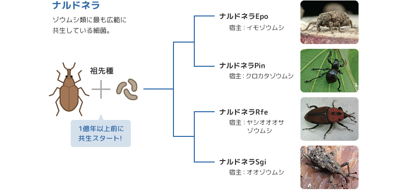 Research 共生細菌が生み出すゾウムシの硬い外骨格 安佛尚志 季刊 生命誌 Jt生命誌研究館