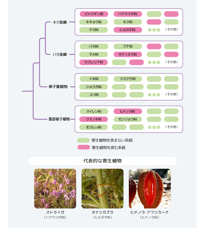 Research 寄生植物と宿主の根深い関わり 白須賢 季刊 生命誌 Jt生命誌研究館