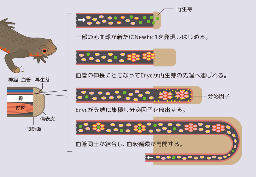 Research イモリの再生と赤血球の不思議な関係 千葉親文